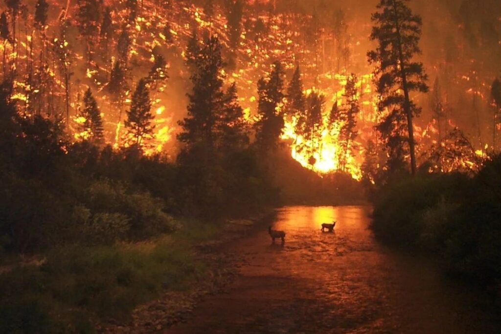 Canada Wildfires Spread Fast, Emergency Declared in Manitoba