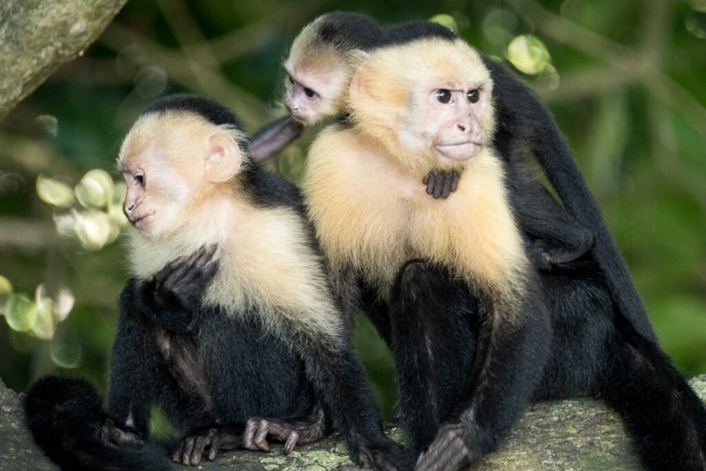 Strange Discovery: Monkey Kidnapping Behavior Found