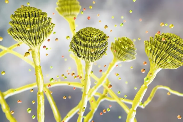 Aspergillus Fungus Threatens Global Health and Food Security