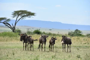 Serengeti National Park