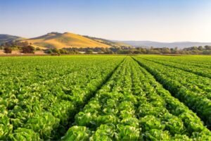 California farming economy