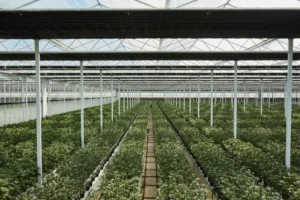 Glass House Farms