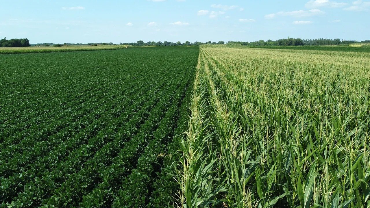 corn and soybean price drops