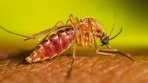 First West Nile Virus Death Reported Illinois