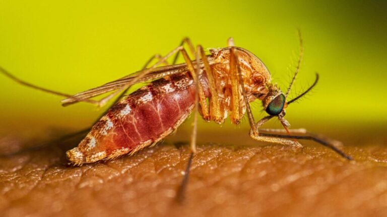 First West Nile Virus Death Reported Illinois