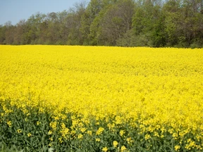 Canada China canola dispute