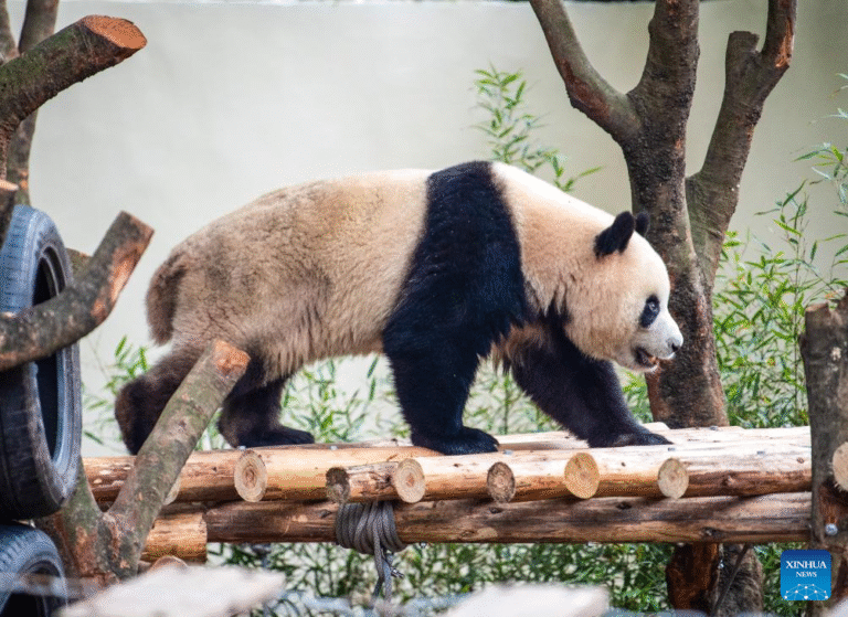 Chongqing Zoo Panda House Renovation