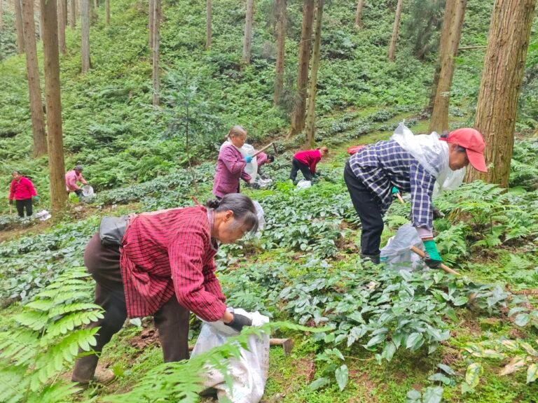 Hunan Bamboo Industry Drives Local Growth