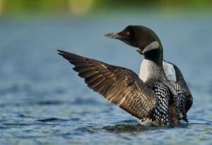 Maine Loon Population Rebounds, Calls Grow