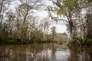 Mississippi Tops Environmental Budget Cuts