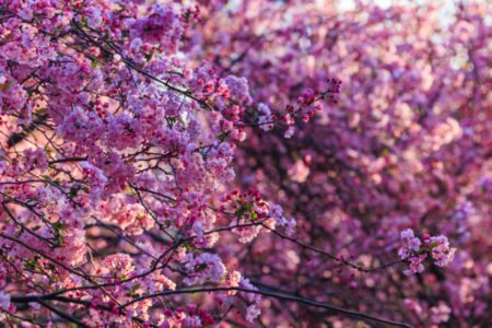 Yunnan Mountains Draw Cherry Blossom Tourists