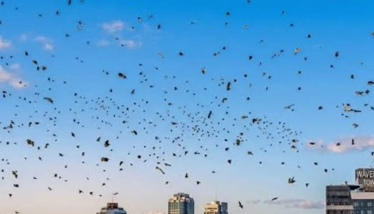 Massive Crow Swarm Darkens Tel Aviv Sky Amid Israel-Iran Tensions Massive Crow Swarm Darkens Tel Aviv Sky Amid Israel-Iran Tensions
