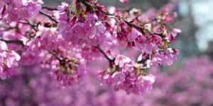 Tokyo Blooms Early as Cherry Blossoms Draw Spring Crowds Tokyo Blooms Early as Cherry Blossoms Draw Spring Crowds