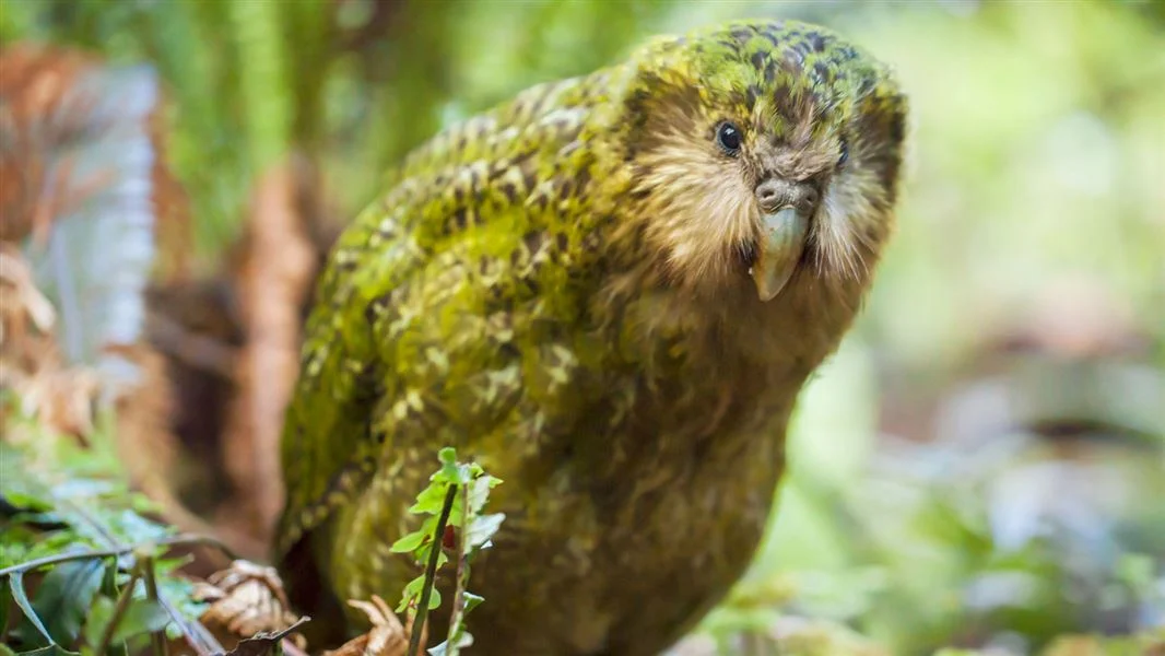Kakapo Population Reaches New Milestone Number Kakapo Population Reaches New Milestone Number