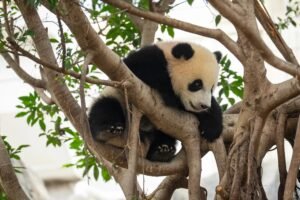 China Sends Pandas To Atlanta Zoo