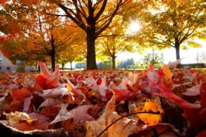 Autumn Equinox Set To Arrive Soon Autumn Equinox Set To Arrive Soon