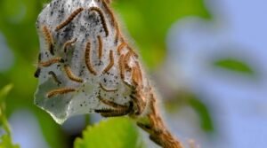 China Families Hunt Caterpillars During Holiday