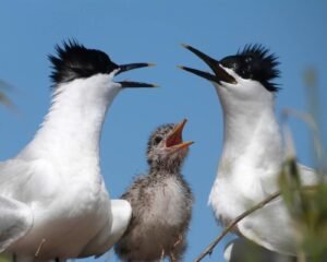 Conservation Helps Seabirds Recover in Southern England